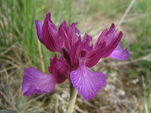 orchis papilionacea ssp grandiflora